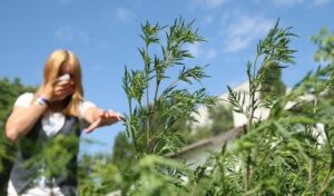 Кум сэ скэпэм дефинитив де амброзие