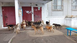 Де че ну требуе хрэниць кыний вагабонзь?